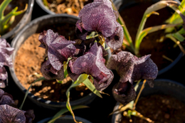 Al-Arz;Iris;Iris-Cedreti;Kaleidos;Kaleidos-images;Lebanon;Middle-East;Near-East;Proche-Orient;Tarek-Charara;Flowers;Endemic;Endangered-species;Endemic-species;Critically-endangered;Critically-endangered-species